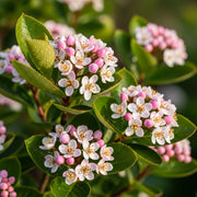 Pink & white blooms w/ yellow centers on glossy green leaves of 'Viking' Chokeberry Bush | Aronia x prunifolia, a vibrant sunlit garden.